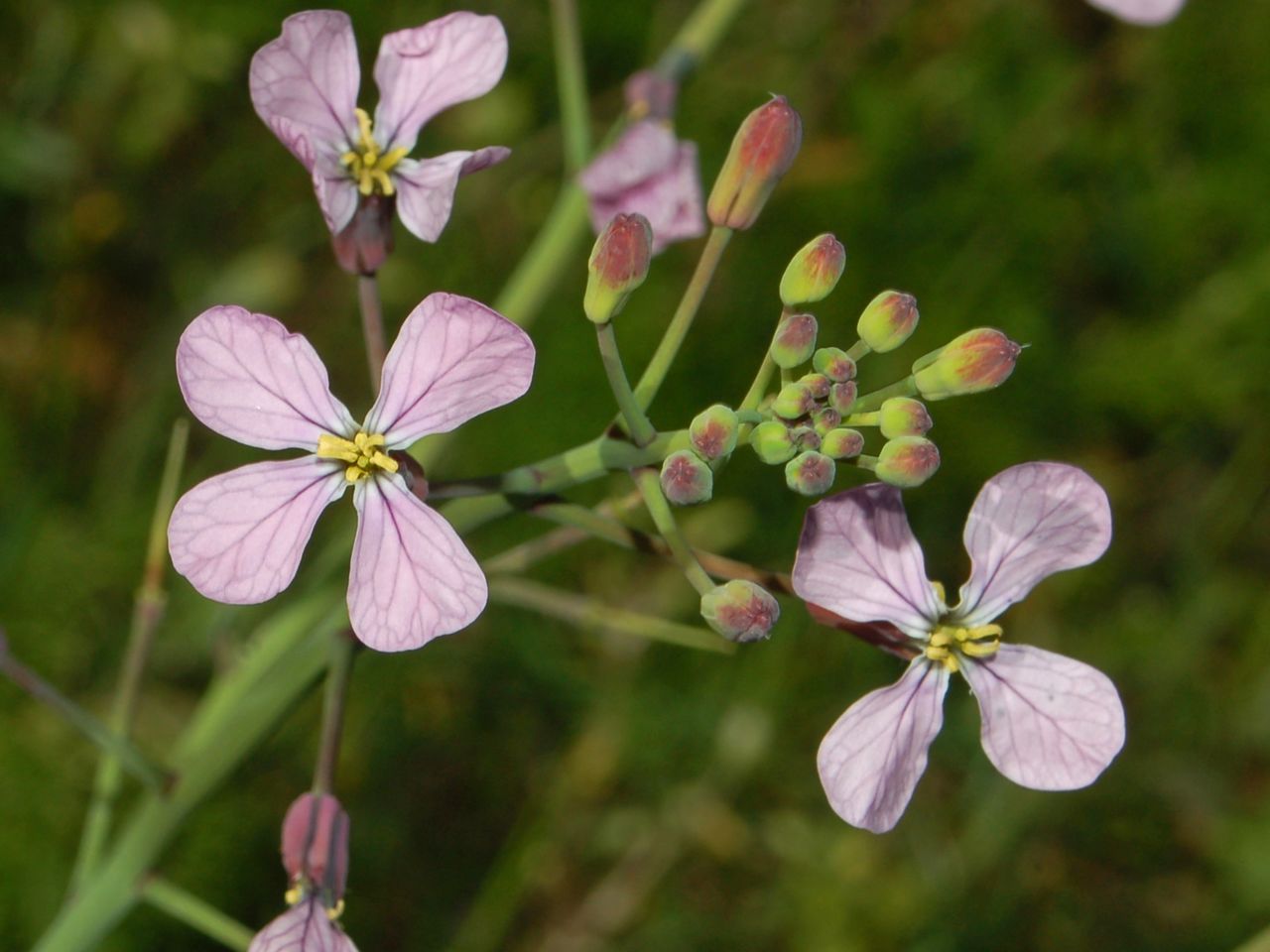 Raphanus sativus / Ravanello comune